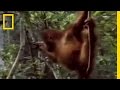 Orangutans and Maacks: Threats and Traits