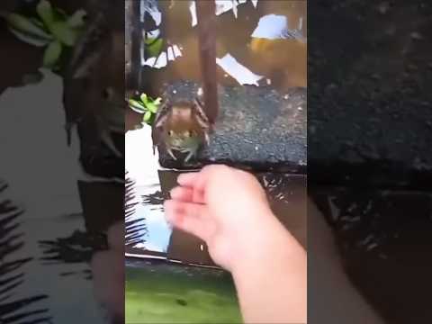 ウシガエルの腹をくすぐると…