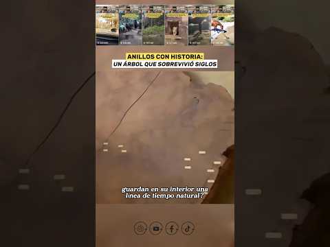 Un Árbol de Más de 2.000 Años 🤯