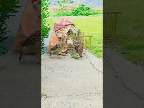 teetar voice 🔥#viral #foryou