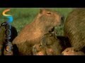 Capybara Facts and Characteristics