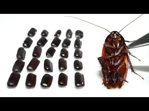 ゴキブリが産んだ卵を全て開封すると…ヤバすぎた
