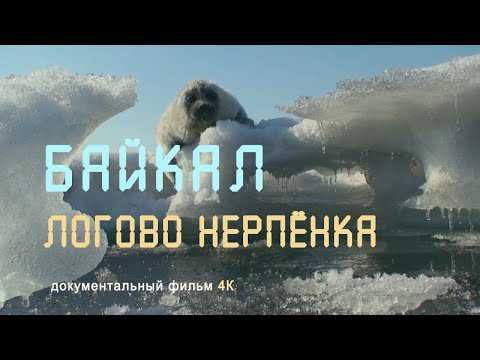 Восточная Сибирь. Байкал. Ушканьи острова. Байкальская нерпа. Nature of Russia. 4К