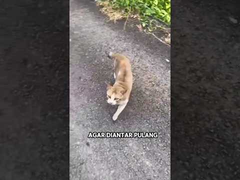 Ketika kucing ini ditawarkan tumpangan gratis untuk diantar pulang kerumah🐱❤️
