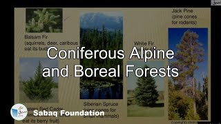 Coniferous Alpine and Boreal Forests