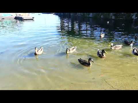 Konstanz - Enten am Konzil