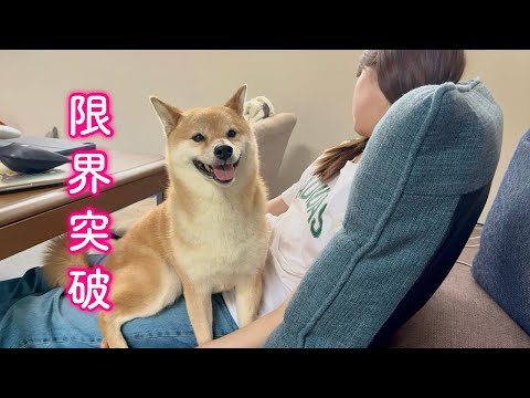 雷が落ちたのにママが爆睡という緊急事態で平然を装いなんとかやり過ごそうとする柴犬