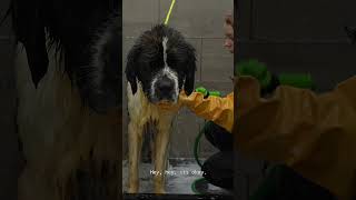 A Very Neglected St. Bernard is Rescued ❤️🥹