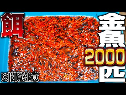 【閲覧注意】2000匹の金魚を腹ペコの古代魚水槽に入れてみたら...