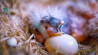 They Finally Hatched! A Special Day in My Garden Aviary 🐣🌿