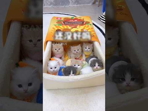 Naughty Cat Hiding From Owner | ๐ฑ #shorts