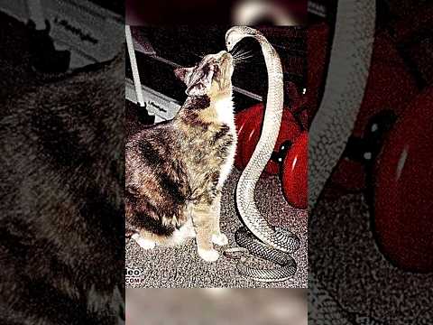 Snake vs Cat | Who Would Win?🐍 vs 🐈‍⬛