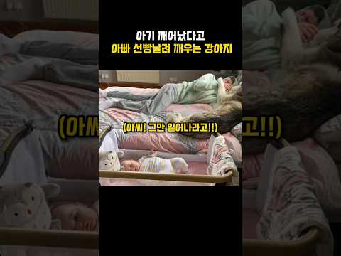 아기 깨어났다고 아빠 선빵날려 깨우는 강아지#강아지