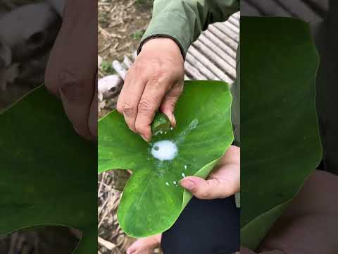 🍋 பப்பாளி பால் + எலுமிச்சை: பாத வெடிப்பு குணமாகும் ரகசியம் #shorts #homeremedy