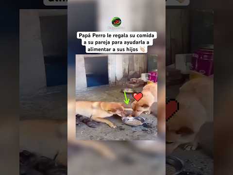 Papá Perro Comparte Su Comida Con Su Pareja 😊