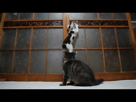癒しと笑顔を届ける子猫たちの遊ぶ様子 サムネイル