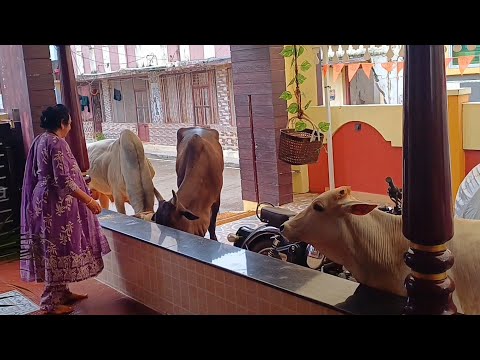 తీర్థయాత్ర నుంచి రాగానే భోజనాలు|నాకోసంఎదురు చూసే జీవాలు బాగోగులు చూసుకోవడానికి అన్ని ఏర్పాట్లు