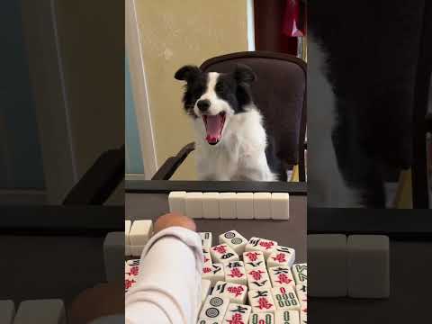 狗狗一切都是跟主人學的 #边牧打麻将 #老友狗狗 #pets
