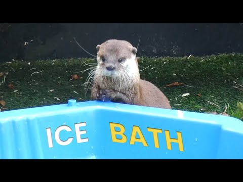 Adorable Otters Play In An Ice Bath!