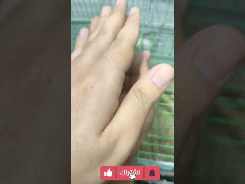طيور الزينه مراحل نمو عصافير البادجي الاسترالي