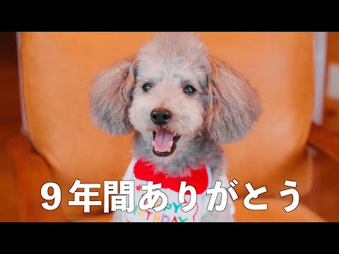 🐶愛犬9才の誕生日を祝って、家族みんなで泣いた日