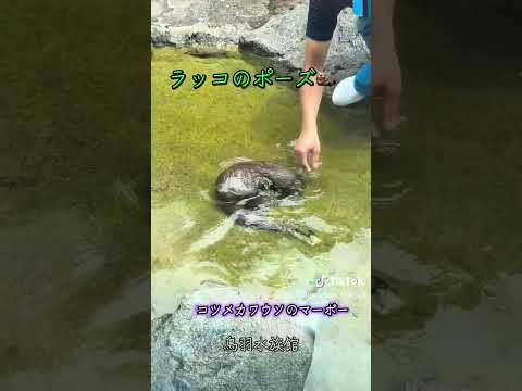 《鳥羽水族館》コツメカワウソ「マーボー」のラッコのポーズ #鳥羽水族館#otter #aquarium