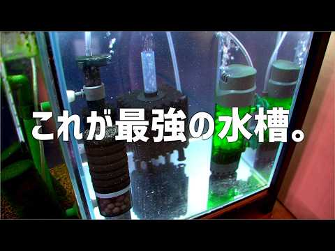 最強の水槽目指した結果こうなりました。#709【アクアリウム】
