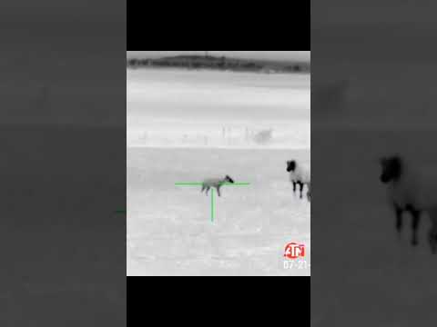 Hunting jackel#hunting#shooting#shots#night#nighthunt#thermal