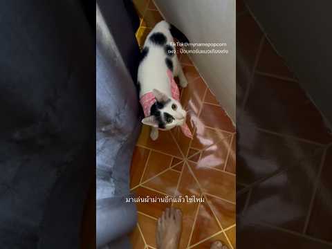 เห็นเต็มๆ #ป๊อบคอร์นแมวเถียงเก่ง #โพนี่น้องพี่ป๊อบ #cat #shots