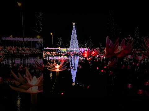 イルミネーションを撮影しました！ #撮影方法 #スマホカメラ #rkphoto #イルミネーション