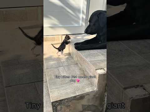Cat and dog become soulmates —And it’s the cutest thing ever🐾😻❤️#cute #cat #funny #dog #petlover