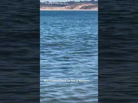 Did Not Expect to See Dolphins at Del Monte Beach! #Dolphins #Monterey #OceanLife #Wildlife #shorts