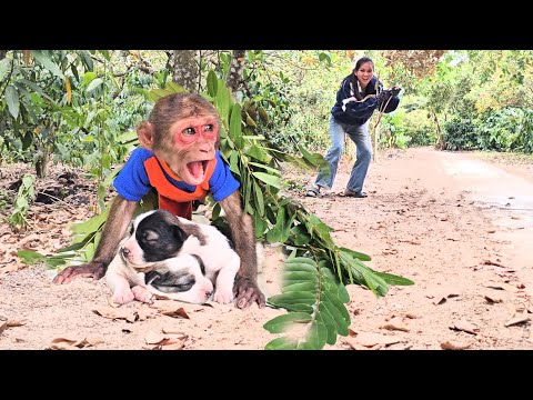 Monkey Su takes puppy runaway from mother's chase