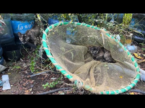 Rescue a wild kitten trapped inside a fishing net.