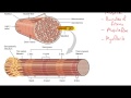Skeletal Muscle Structure and Function