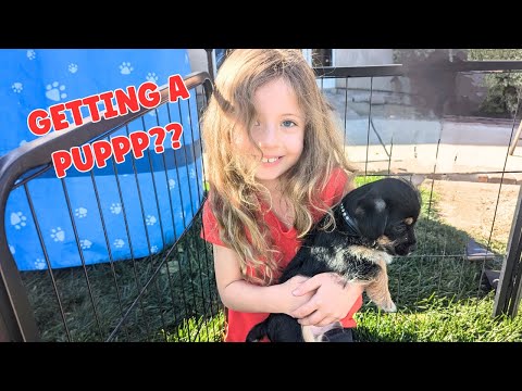 Layla Wants a Puppy!