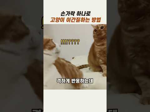 고양이 이간질하는 방법 #귀여운고양이 #치즈냥 #반려묘