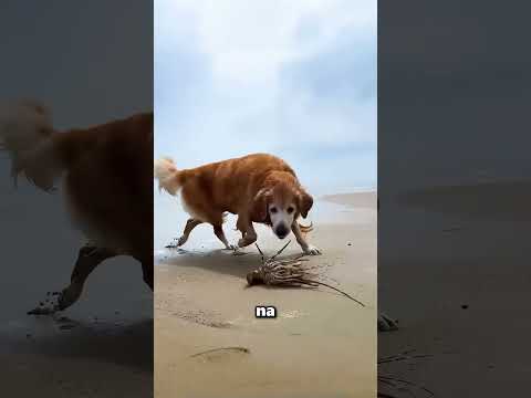 Este cachorrinho foi pescar no mar para levar comida ร sua dona โค๏ธ