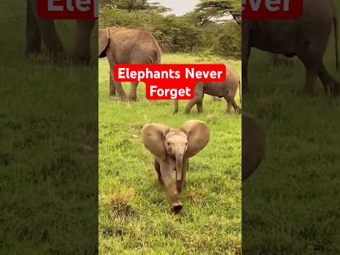 Baby Elephant Found a Human Best Friend 🐘❤️ #shorts