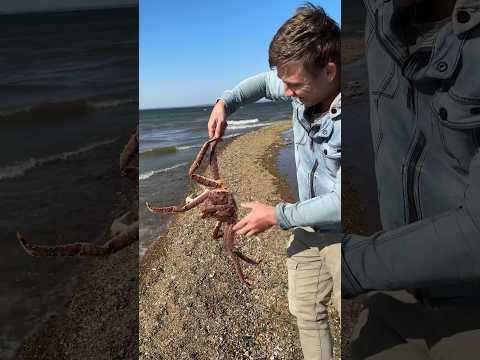 Как обедать бесплатно 🆓 легко во Владивостоке #fishing #gold #рецепты #crab #crabs #recipe