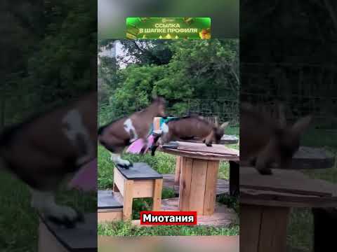 Не пугайте этих коз #shorts