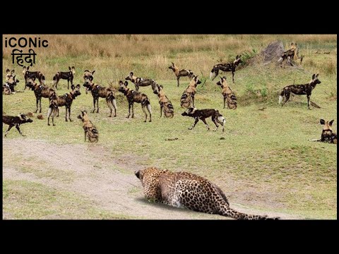 तेंदुआ भूखे जंगली कुत्तों पर हमला कर दिया | Leopard Went Hunting Alone And Attacked Hungry Wild Dogs