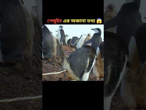 পেঙ্গুইন এর অজানা তথ্য 😱 #shorts #penguin #facts #youtubeshorts