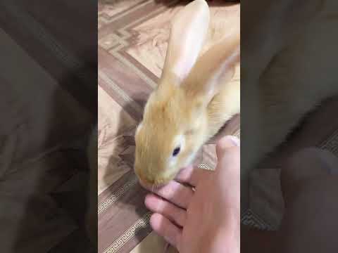 Интересные факты про кроликов #кролик #rabbit #shorts