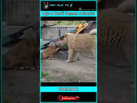 Resgate Emocionante: Cachorra Presa no Pote de Plástico🐶 #shorts #cachorro #dog