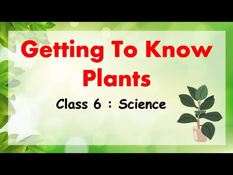 Getting To Know More Plants | Class 6 : SCIENCE | CBSE / NCERT Science | Full Chapter Explained