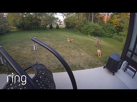 Dogs and Deer Chase Each Other Around the Yard | RingTV