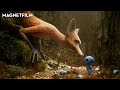 Exploring the Bond Between a Fox and a Bird