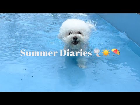 愛犬と夏の思い出たち