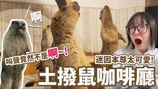 【Vlog】迷因尖叫土撥鼠本尊登場！日本第一間土撥鼠咖啡廳竟然上演打架大亂鬥？！叫聲居然不是「啊～！」【NyoNyoTV妞妞TV】
